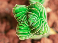 Crassula cv Buddha's Temple